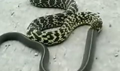 蛇视频,蛇视频深度解析