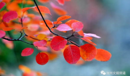 红叶视频,捕捉秋日美景的视觉盛宴